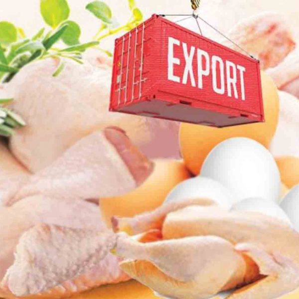 صادرات مرغ خانگی